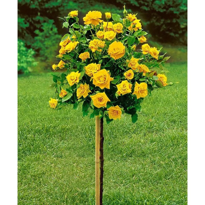 Роза штамбовая «Майсур», штамб 60 см, горшок С5, 1 шт., Лето 2026, «ПОИСК»