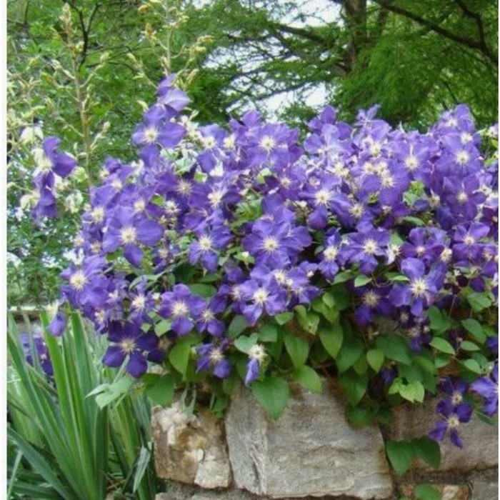 Саженец Береза полезная Жакмана, C3 горшок, 1 шт.