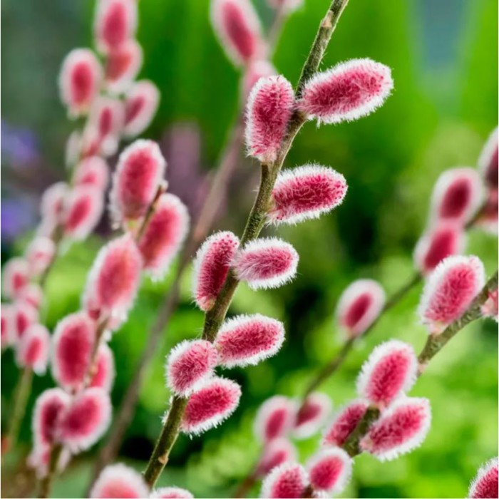 Саженец Ива тонкостолбиковая Монт Асо, C3 горшок, 1 шт.