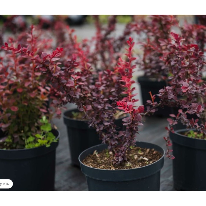 Саженец Барбарис Тунберга, C2 горшок, 1 шт., Лето 2025