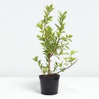 Бересклет европейский, C5 горшок , 1 шт, Лето 2024 - фото 26174971