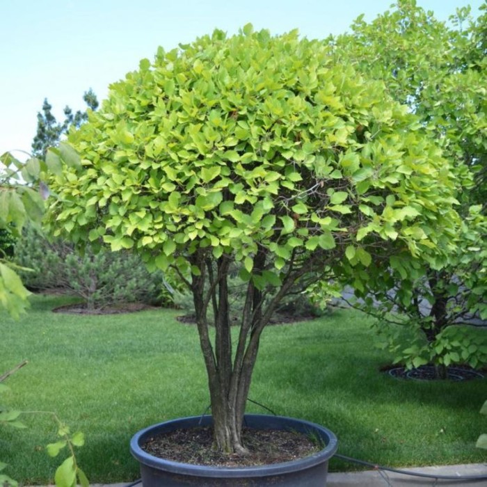 Боярышник Арнольда, C5 горшок , 1 шт, Лето 2026