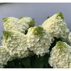 Саженец Гортензия метельчатая «Мэджикал Монблан», C3 горшок, 1 шт., Лето 2025 10630058 - фото 5179749