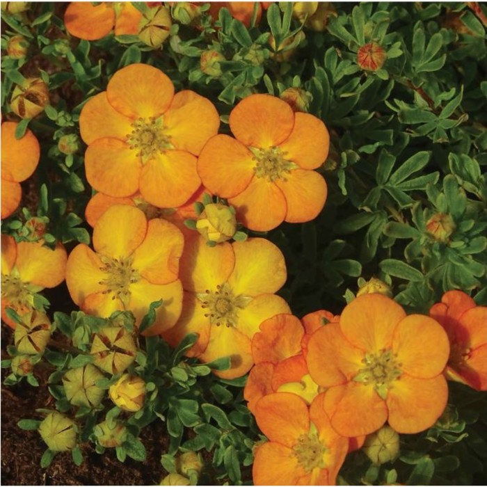 Саженец Лапчатка кустарниковая «Белла Сол», C3 горшок, 1 шт., Лето 2025