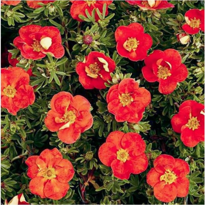 Купить Лапчатка Мариан Ред Робин (туба Р9) 1шт (Колорлайн) в АФ "Сибирский сад"