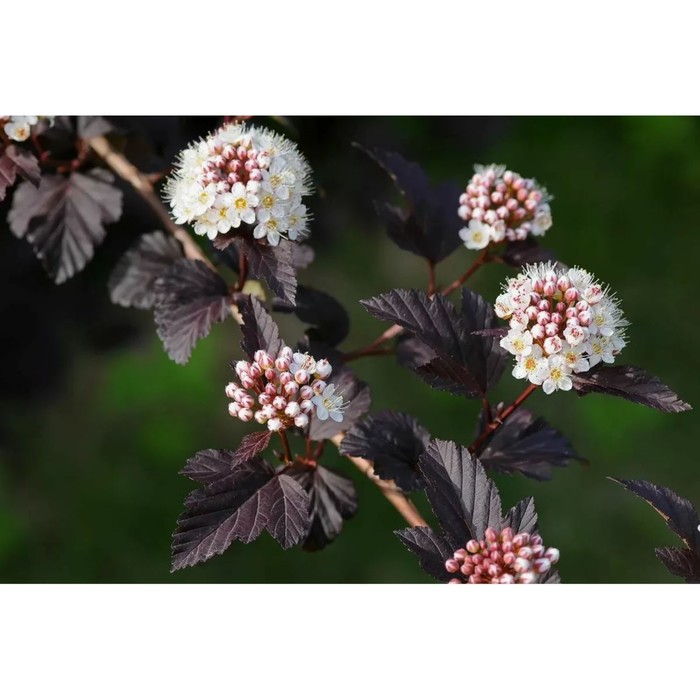 Саженец Пузыреплодник калинолистный, C3 горшок, 1 шт., Лето 2025