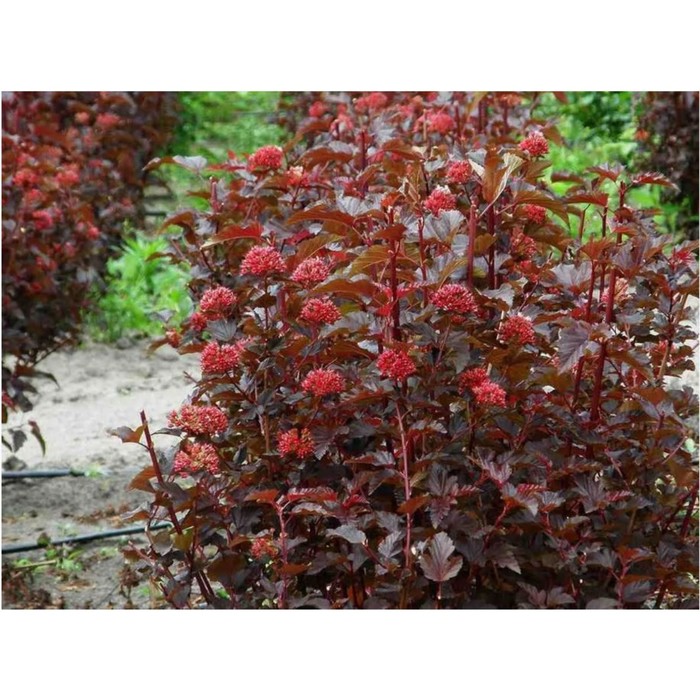 Саженец Пузыреплодник калинолистный Леди ин Ред, C3 горшок, 1 шт.