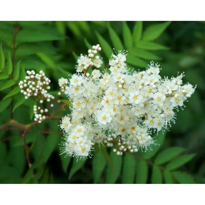 Саженец Рябинник рябинолистный, C3 горшок, 1 шт., Лето 2025