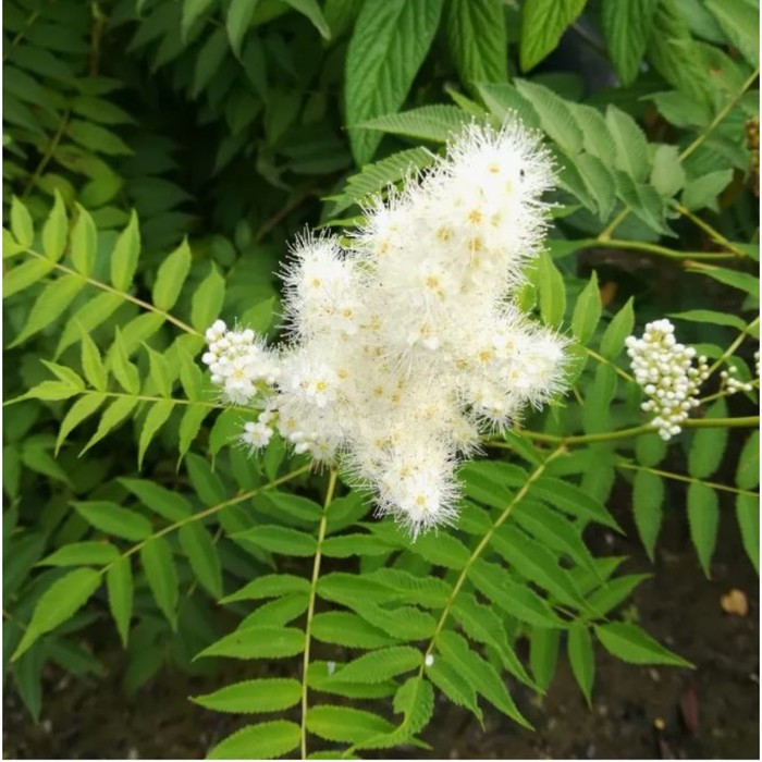 Саженец Рябинник рябинолистный «Матча Болл», C3 горшок, 1 шт., Лето 2025