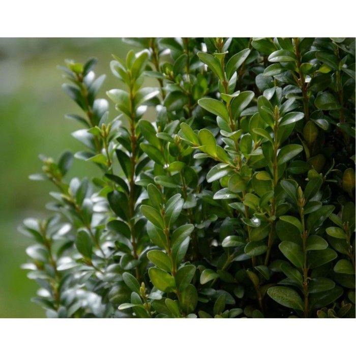 Саженец Самшит вечнозелёный, C2 горшок, 1 шт.