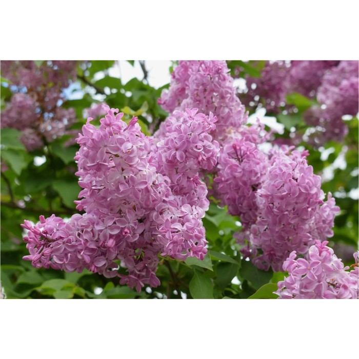 Саженец Сирень гиацинтовая Бюффон, C3 горшок, 1 шт.