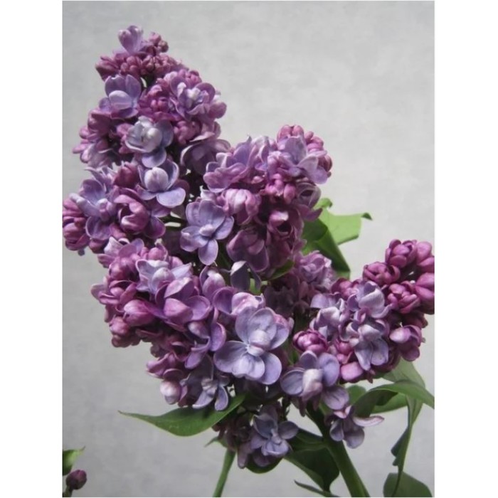 Саженец Сирень обыкновенная Адмирал Кузнецов, C3 горшок, 1 шт.