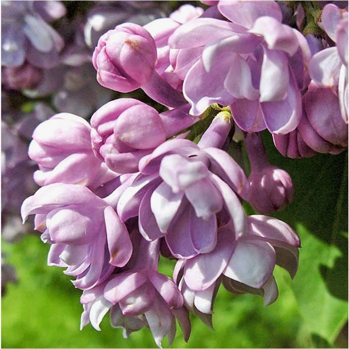 Саженец Сирень обыкновенная Генерал Першин, C3 горшок, 1 шт.