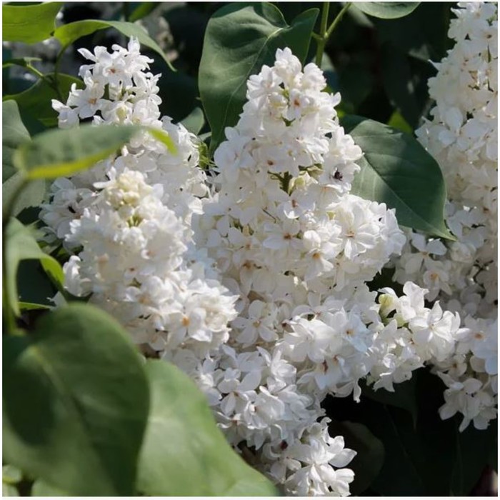 Сирень обыкновенная «Защитникам Бреста», саженец, горшок С3, 1 шт., Лето 2026, «ПОИСК»