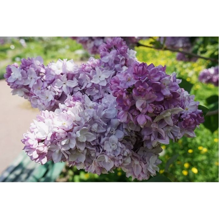 Саженец Сирень обыкновенная Катерина Хавемейер, C3 горшок, 1 шт.