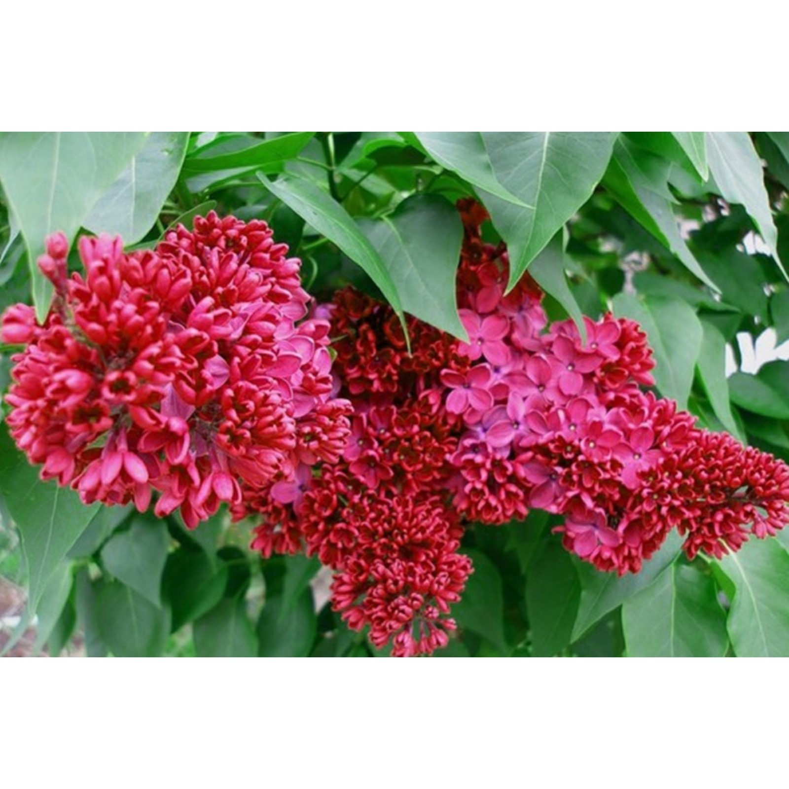 Сирень Красная Москва - цена, фото, описание в интернет-магазине Садовый Центр Я