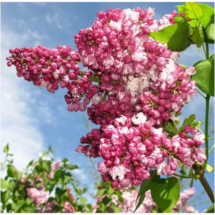 Саженец Сирень обыкновенная Маршал Баграмян, C3 горшок, 1 шт.