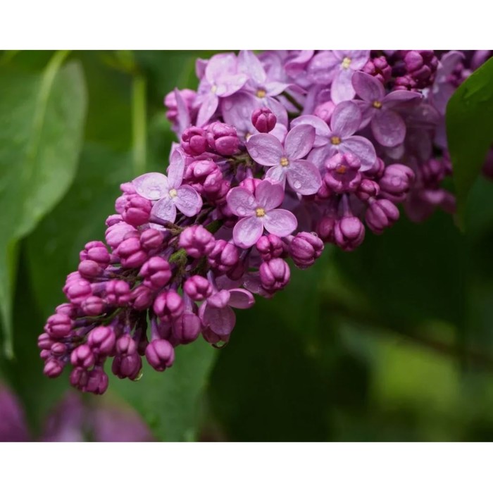 Сирень обыкновенная Маршал Бирюзов, C3 горшок , 1 шт, Лето 2026