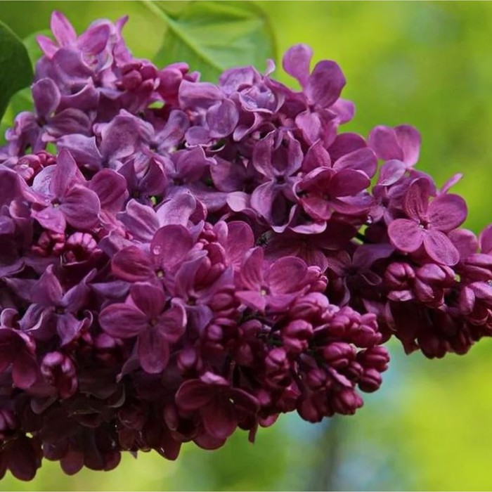 Саженец Сирень обыкновенная Маршал Соколовский, C3 горшок, 1 шт.