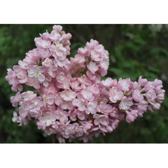 Саженец Сирень обыкновенная Милосердие, C3 горшок, 1 шт.