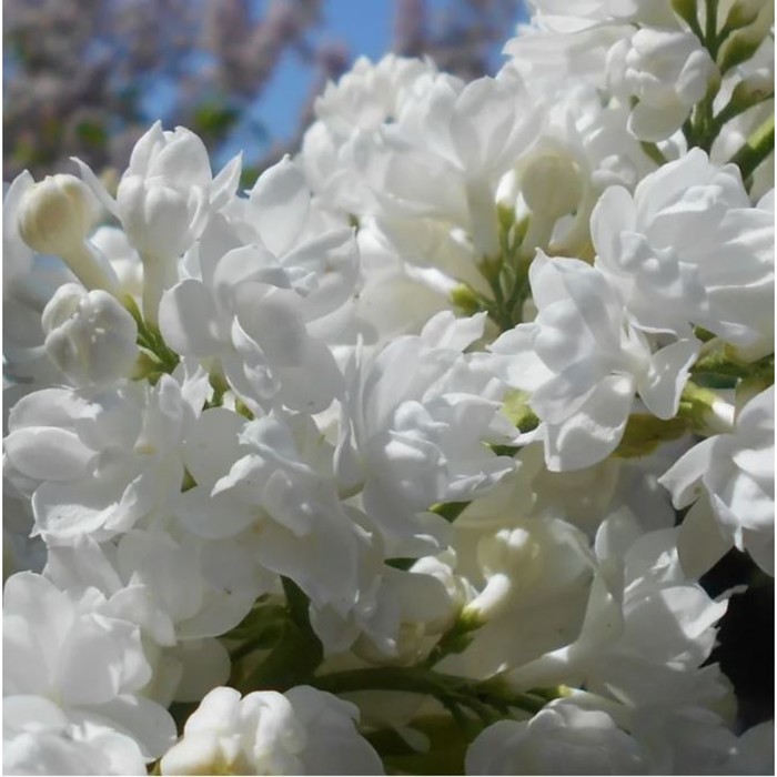 Саженец Сирень обыкновенная Мисс Элен Вилмот, C3 горшок, 1 шт.