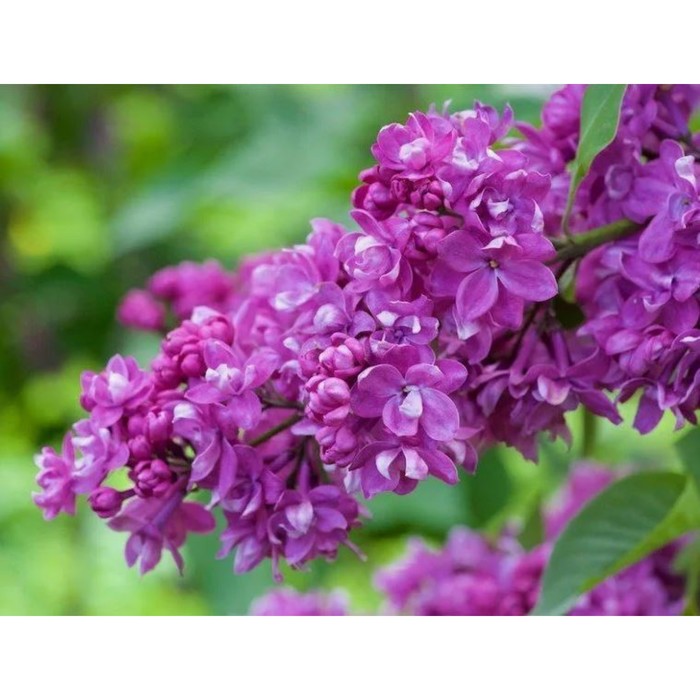 Саженец Сирень обыкновенная Огни Донбасса, C3 горшок, 1 шт.