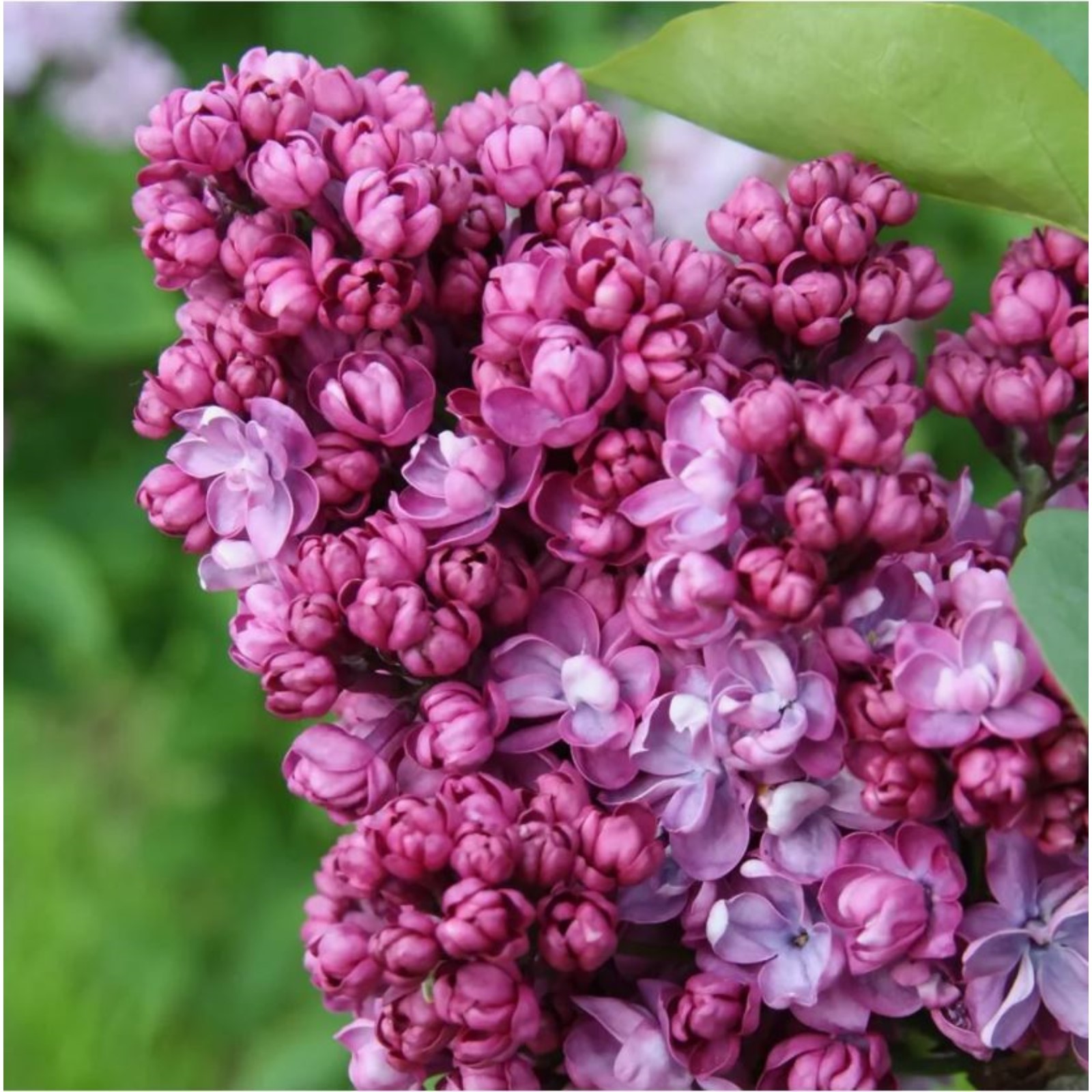 Поль дешанель сирень фото Поль дешанель сирень фото