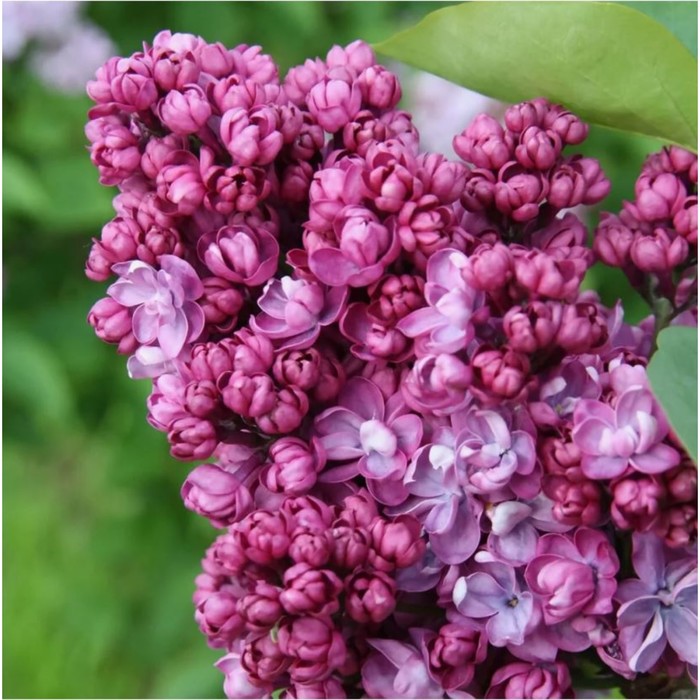 Саженец Сирень обыкновенная Поль Тирион, C3 горшок, 1 шт.