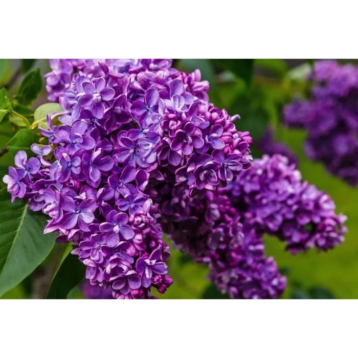 Саженец Сирень обыкновенная Шарль Джоли, C3 горшок, 1 шт.