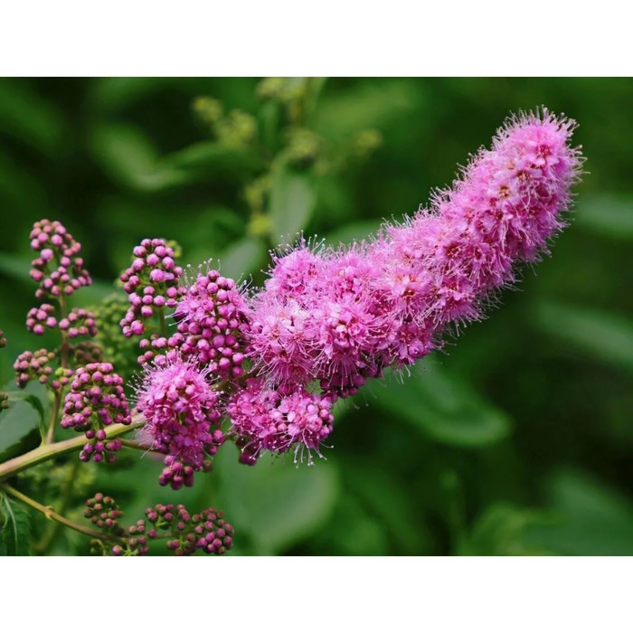 Саженец Спирея иволистная, C2 горшок, 1 шт.