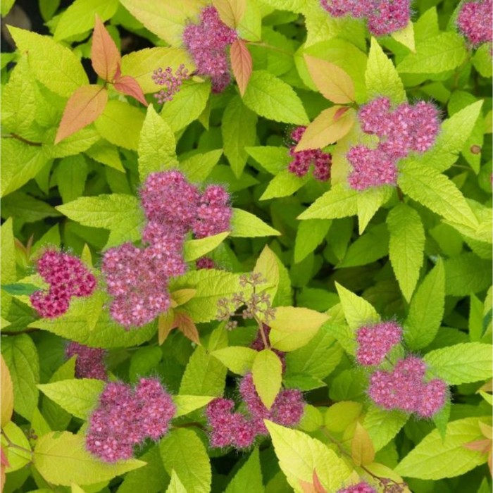 Саженец Спирея японская Дабл Плей Голд, C2 горшок, 1 шт.