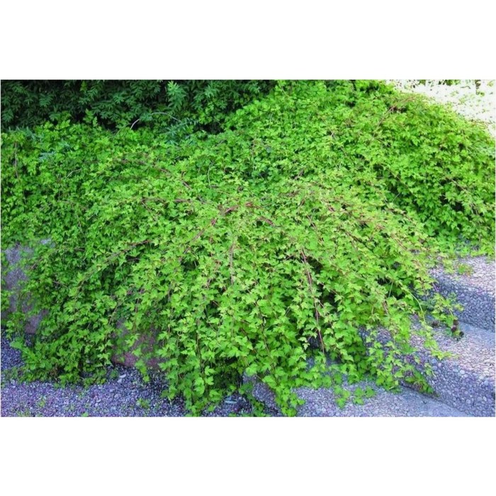 Саженец Стефанандра надрезанолистная Криспа, C2 горшок, 1 шт.