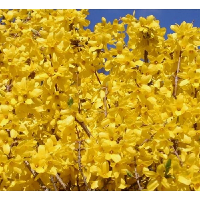 Саженец Форзиция промежуточная Голдзаубер, C2 горшок, 1 шт.