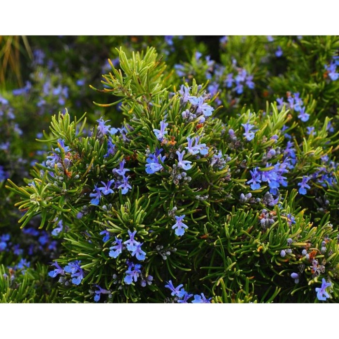 Розмарин лекарственный «Дид», саженец, горшок С2, 1 шт., Лето 2026, «ПОИСК»