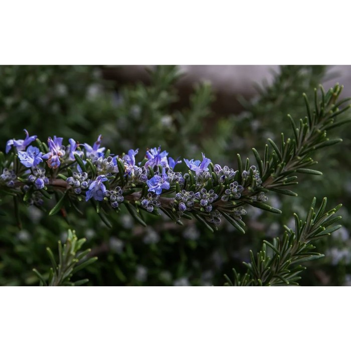 Розмарин лекарственный «Корсикан Блю», саженец, горшок С2, 1 шт., Лето 2026, «ПОИСК»