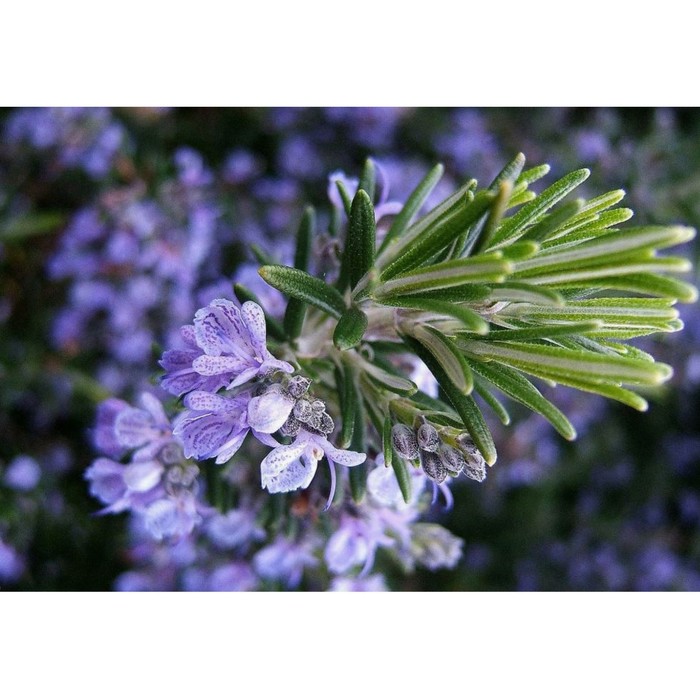 Розмарин лекарственный «Простратус», саженец, горшок С2, 1 шт., Лето 2026, «ПОИСК»