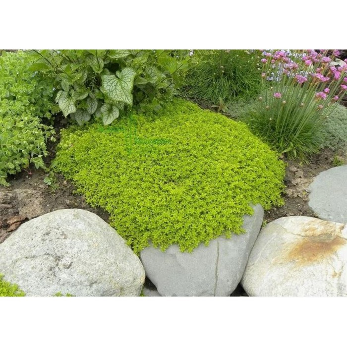 Тимьян лимоннопахнущий «Арчерс Голд», саженец, горшок Р9, 1 шт., Лето 2026, «ПОИСК»