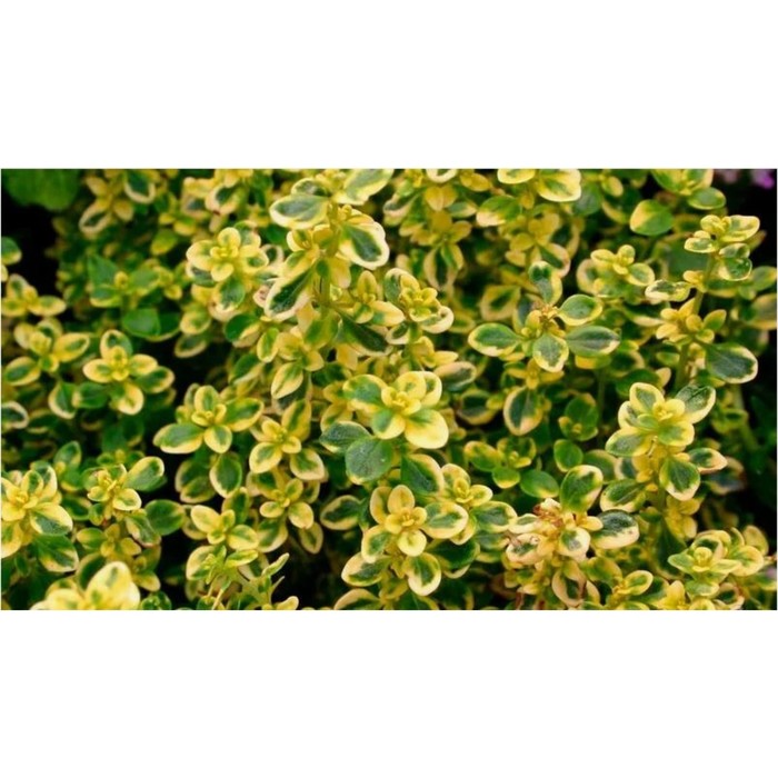 Тимьян лимоннопахнущий «Голди», саженец, горшок Р9, 1 шт., Лето 2026, «ПОИСК»