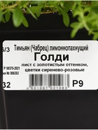 Тимьян лимоннопахнущий «Голди», саженец, горшок Р9, 1 шт., Лето 2026, «ПОИСК» - Фото 2