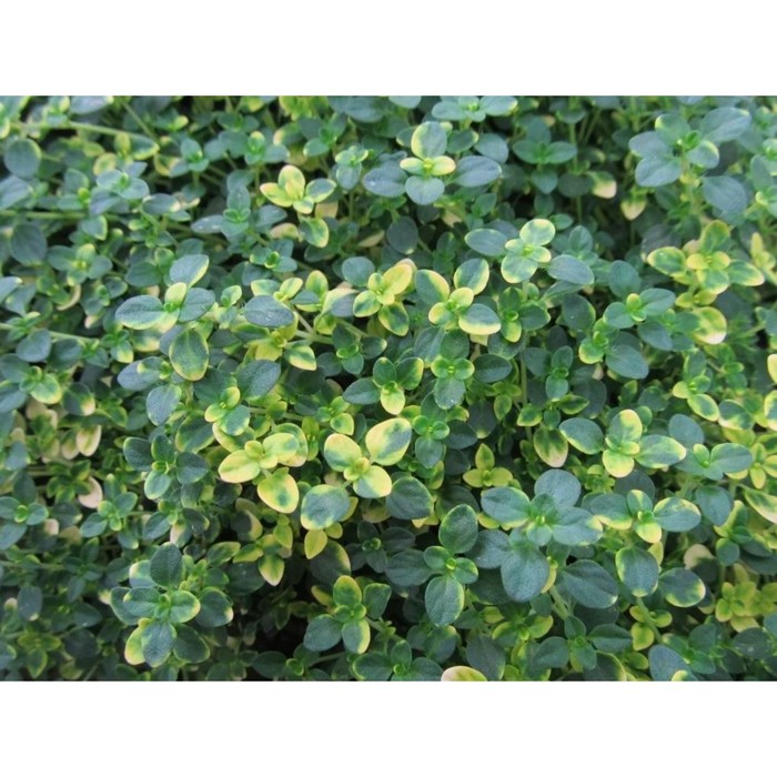 Тимьян лимоннопахнущий «Замбези», саженец, горшок Р9, 1 шт., Лето 2026, «ПОИСК»