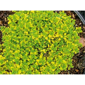 Тимьян лимоннопахнущий «Лимон», саженец, горшок Р9, 1 шт., Лето 2026, «ПОИСК»