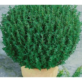 Тимьян обыкновенный «Фредо Стронг», саженец, горшок Р9, 1 шт., Лето 2026, «ПОИСК»