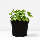 Гейхера гибридная Сноу Энджел, C2 горшок , 1 шт, Лето 2024 - фото 27816290