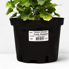 Гейхера гибридная Сноу Энджел, C2 горшок , 1 шт, Лето 2024 - фото 27816291