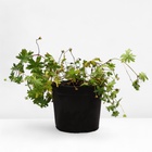 Герань кроваво-красная Стриатум, C2 горшок , 1 шт, Лето 2024 - фото 27816294