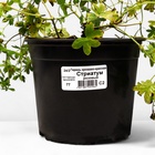 Герань кроваво-красная Стриатум, C2 горшок , 1 шт, Лето 2024 - фото 27816295