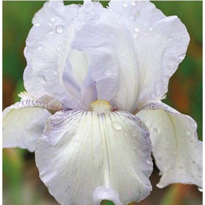 

Ирис бородатый Инглиш Коттедж, C2 горшок , 1 шт, Лето 2024