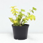 Лабазник вязолистный Ауреа, C2 горшок , 1 шт, Осень 2024 - фото 26174980