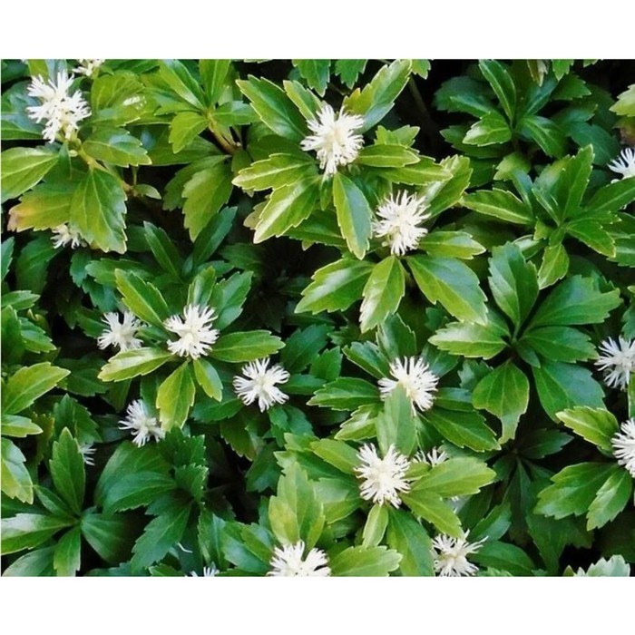 Пахизандра верхушечная Green carpet / Pachysandra terminalis Green Carpet Тенелю