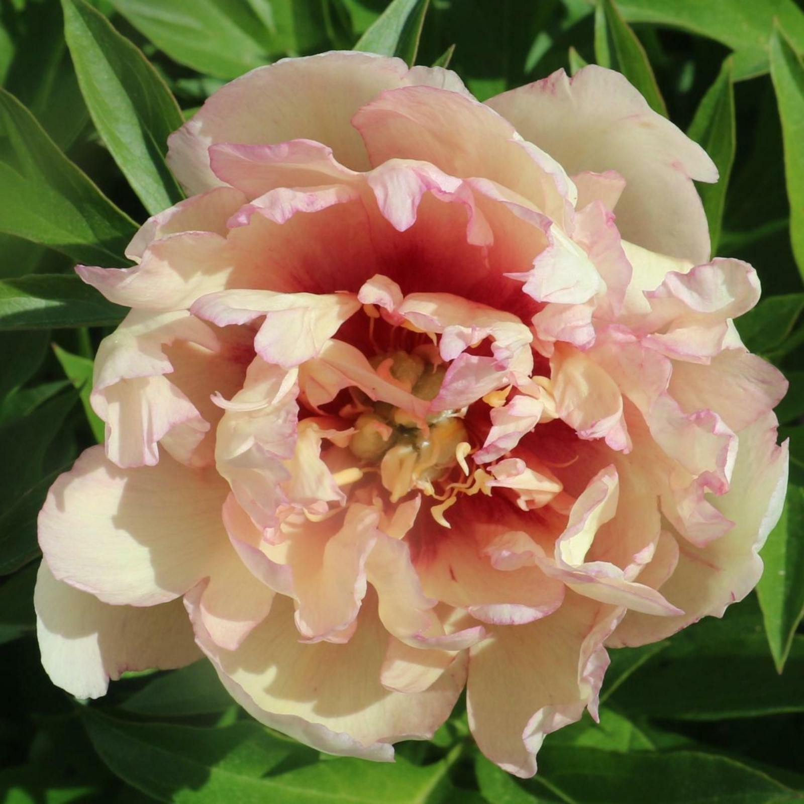 Plant Profile for Paeonia 'Smith Family Jewel' - Itoh Hybrid Peony Perennial in 